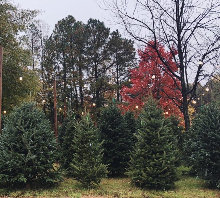 The Modern Classic Life Holiday Guide