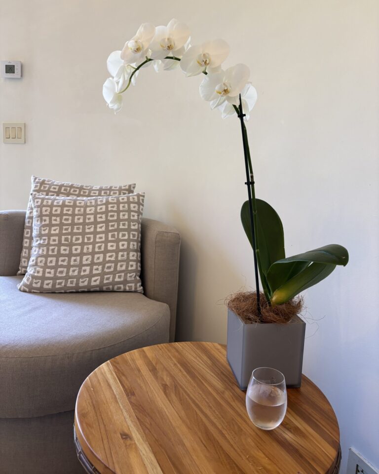 The Elegant Mindset: How A Week of Luxury Travel Shaped My Perspective on Elevated Living